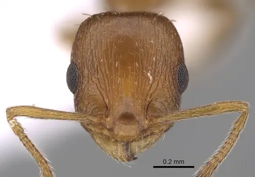 Temnothorax smyrnensis - CASENT0922698