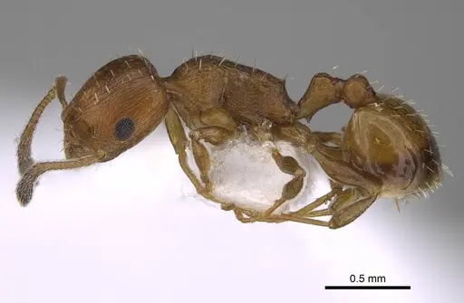 Temnothorax smyrnensis - CASENT0922698