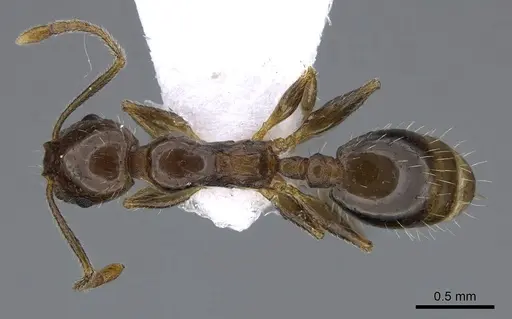 Temnothorax solerii specimen