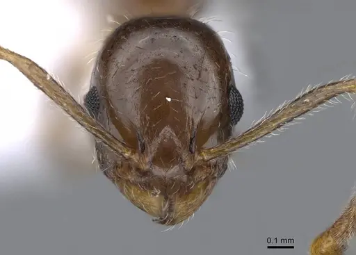 Temnothorax solerii specimen