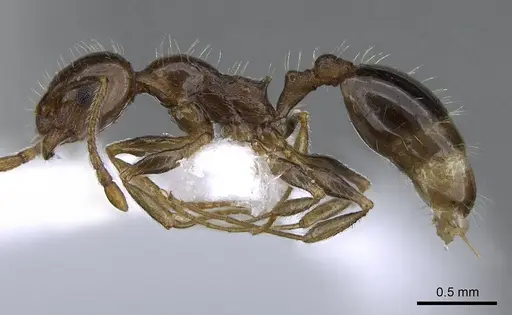 Temnothorax solerii specimen