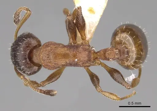 Temnothorax solidinodus specimen