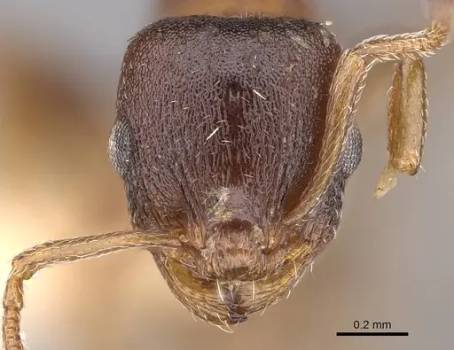 Temnothorax solidinodus specimen