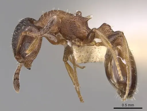 Temnothorax solidinodus specimen