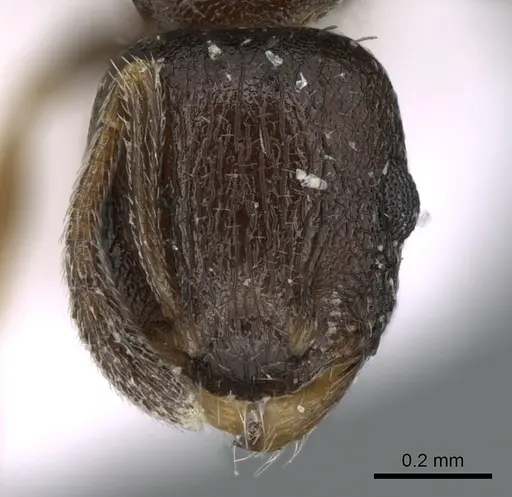 Temnothorax spinosior specimen