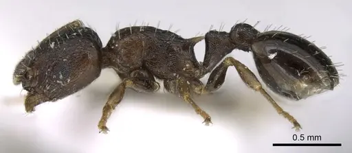 Temnothorax spinosior specimen