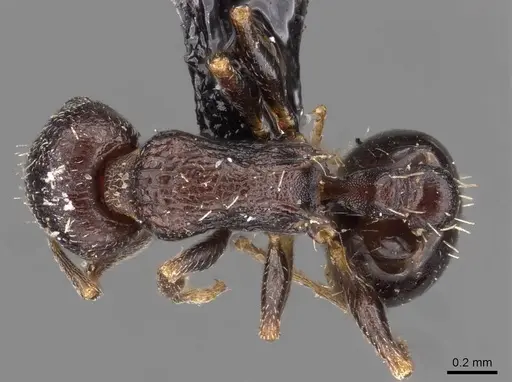 Temnothorax spinosior - CASENT0909021