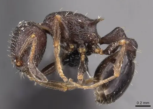 Temnothorax spinosior - CASENT0909021