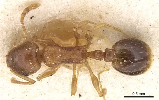 Temnothorax spinosus specimen