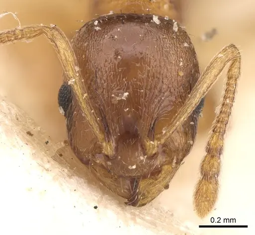 Temnothorax spinosus specimen