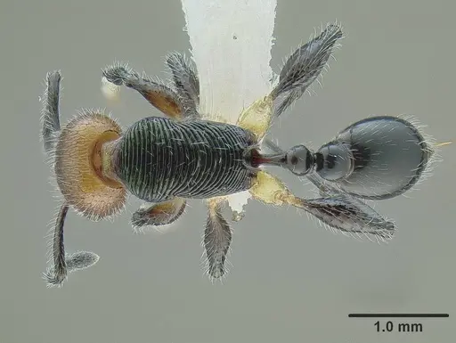 Temnothorax splendens specimen