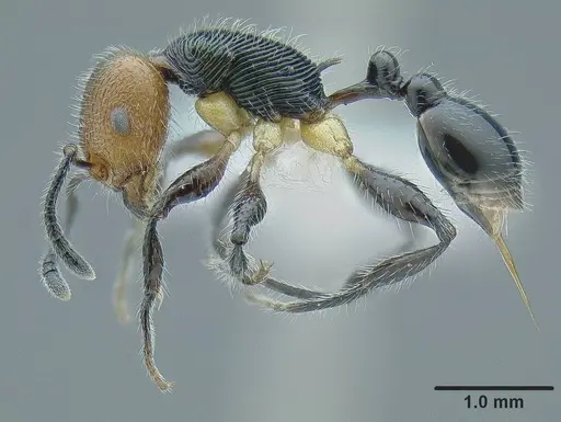 Temnothorax splendens specimen