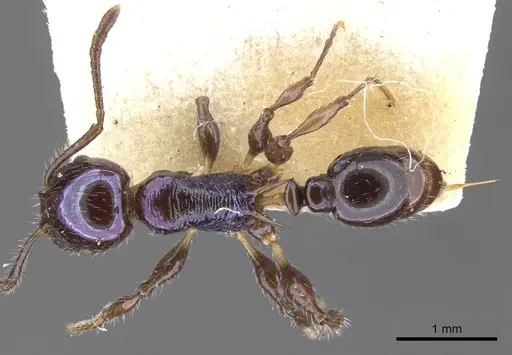 Temnothorax squamifer specimen