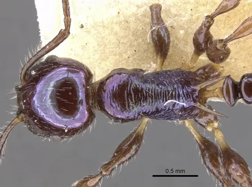 Temnothorax squamifer specimen