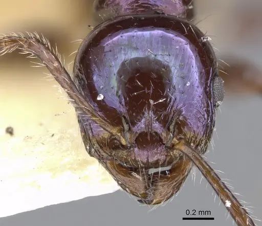 Temnothorax squamifer specimen