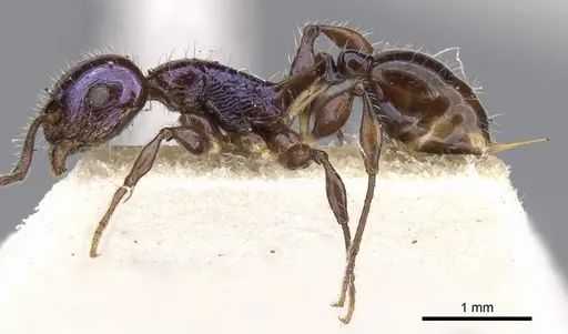 Temnothorax squamifer - CASENT0901793