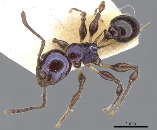 Temnothorax squamifer - CASENT0901793