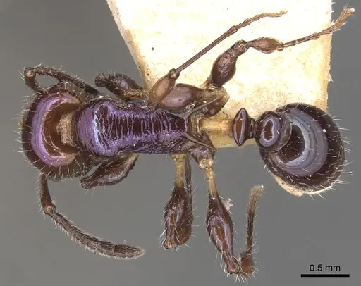 Temnothorax squamifer - CASENT0904721