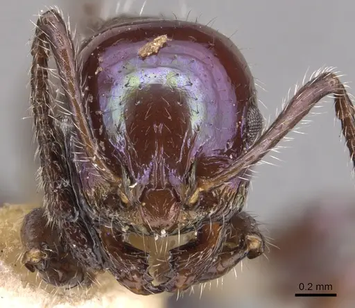 Temnothorax squamifer - CASENT0904721