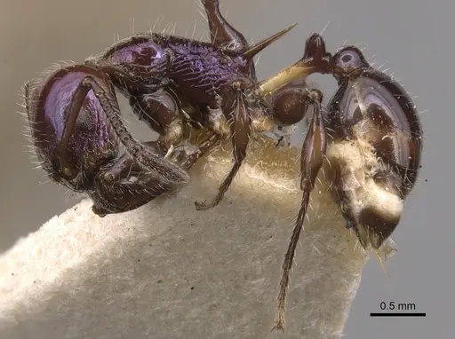 Temnothorax squamifer - CASENT0904721