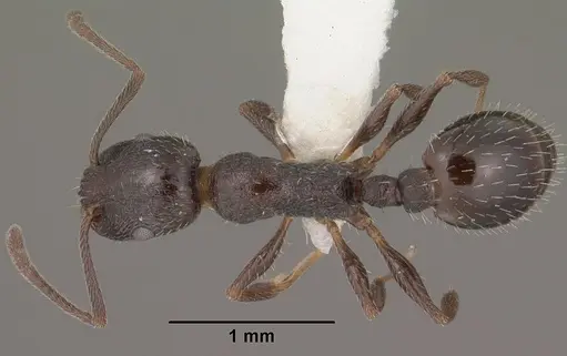 Temnothorax stenotyle specimen