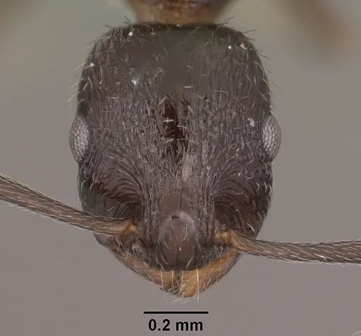 Temnothorax stenotyle specimen