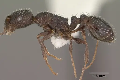 Temnothorax stenotyle specimen