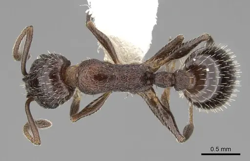 Temnothorax stenotyle - CASENT0922576