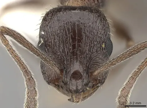 Temnothorax stenotyle - CASENT0922576