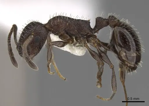 Temnothorax stenotyle - CASENT0922576