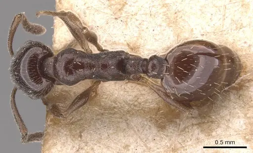 Temnothorax stollii specimen