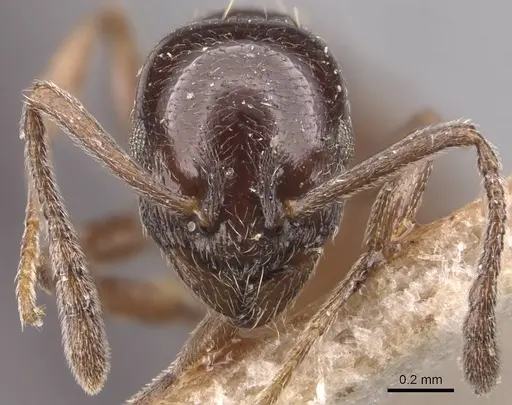 Temnothorax stollii specimen