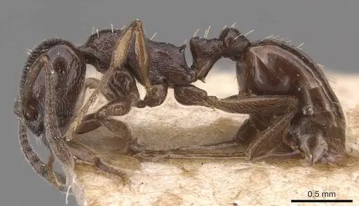 Temnothorax stollii specimen