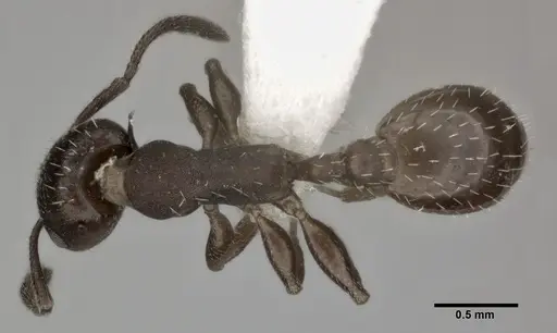 Temnothorax striatulus specimen