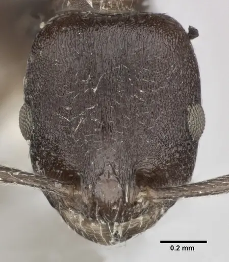 Temnothorax striatulus specimen