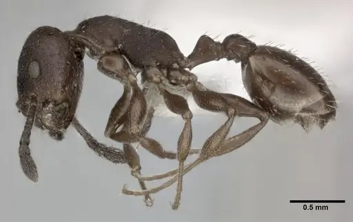 Temnothorax striatulus specimen
