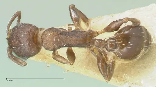 Temnothorax striatulus - FOCOL2037
