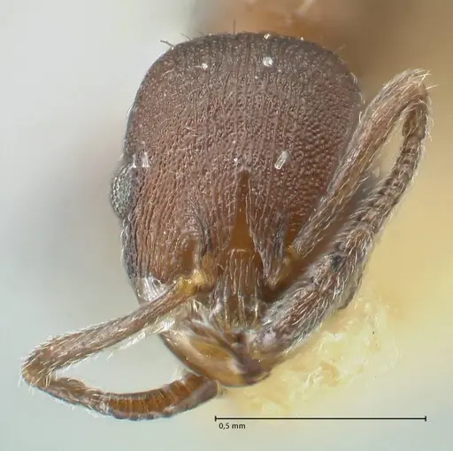 Temnothorax striatulus - FOCOL2037