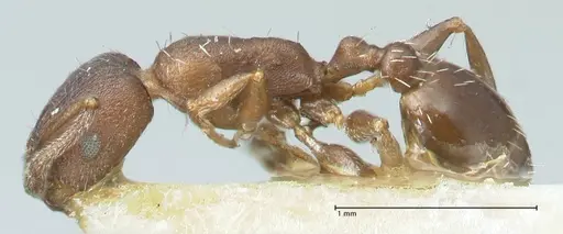 Temnothorax striatulus - FOCOL2037