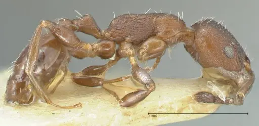 Temnothorax striatulus - FOCOL2037