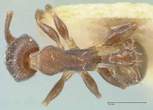 Temnothorax striatulus - FOCOL2038