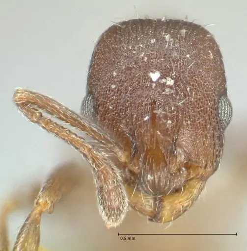 Temnothorax striatulus - FOCOL2038