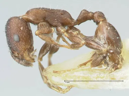 Temnothorax striatulus - FOCOL2038