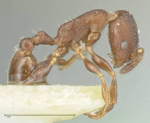 Temnothorax striatulus - FOCOL2038