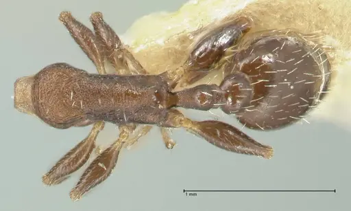 Temnothorax striatulus - FOCOL2039