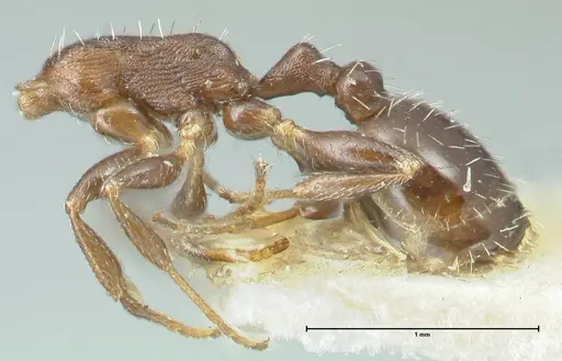 Temnothorax striatulus - FOCOL2039