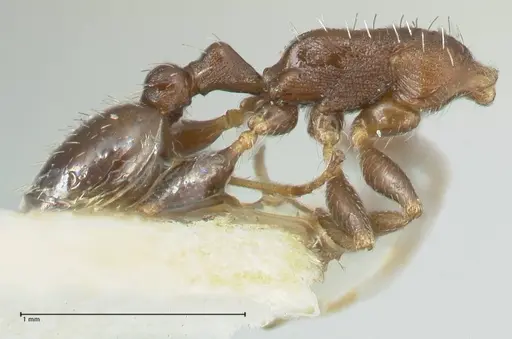 Temnothorax striatulus - FOCOL2039