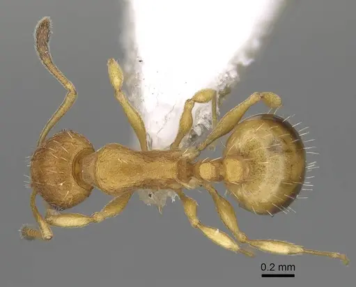 Temnothorax strymonensis specimen