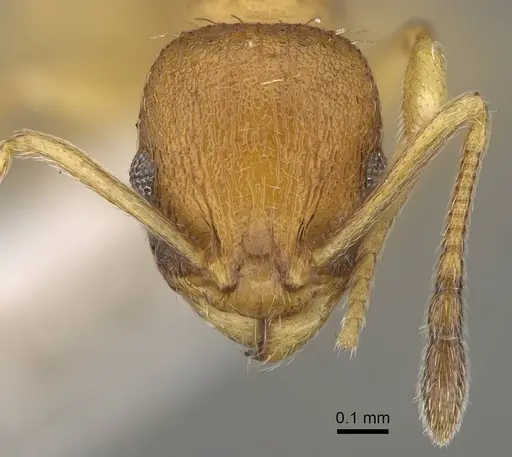 Temnothorax strymonensis specimen