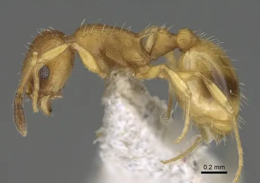 Temnothorax strymonensis specimen